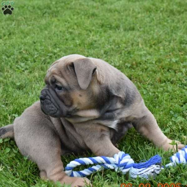 Daisy, Olde English Bulldogge Puppy